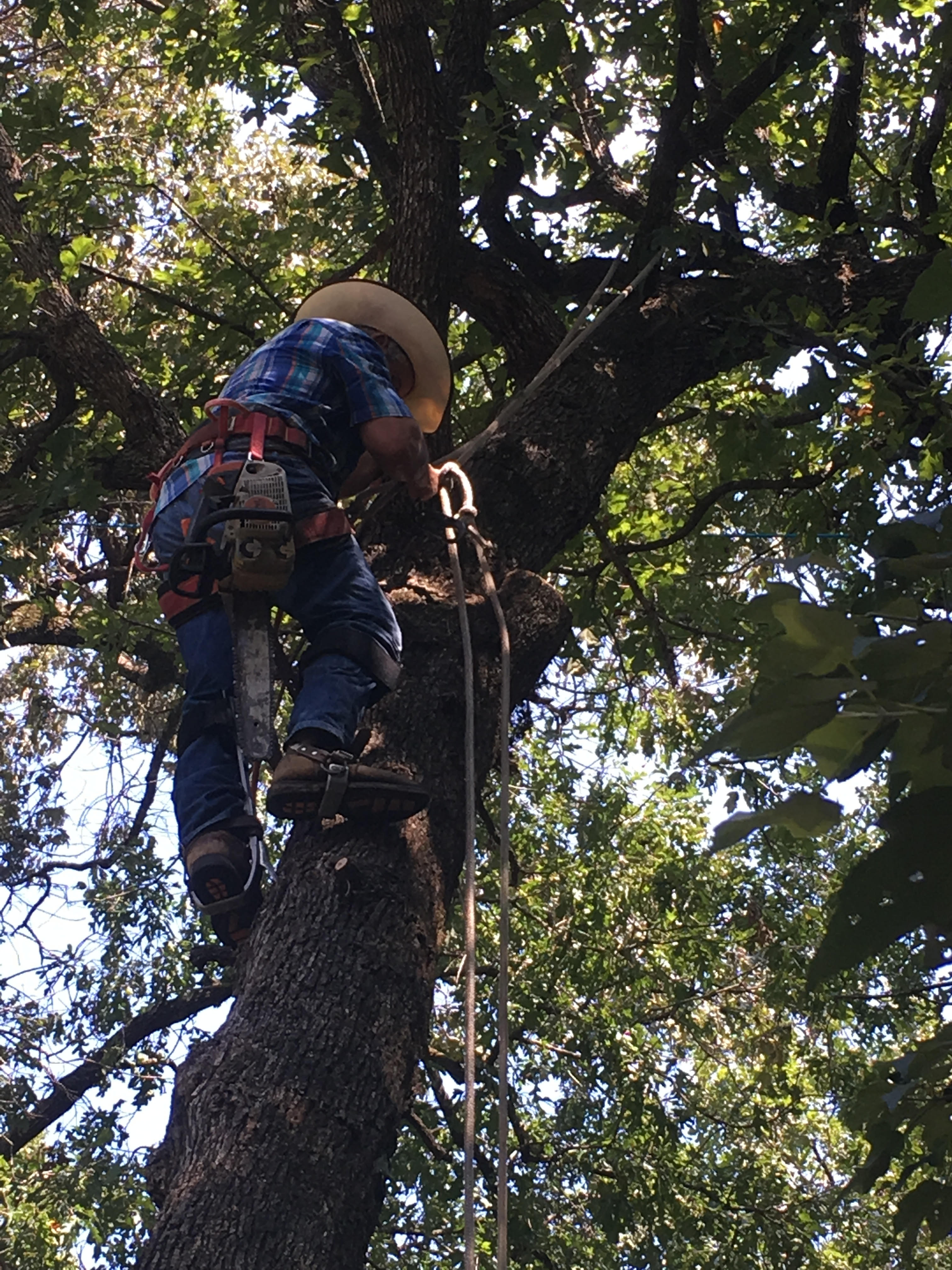 Tree trimming crew member climbing and cutting limbs in a tree canopy in Huntsville, TX