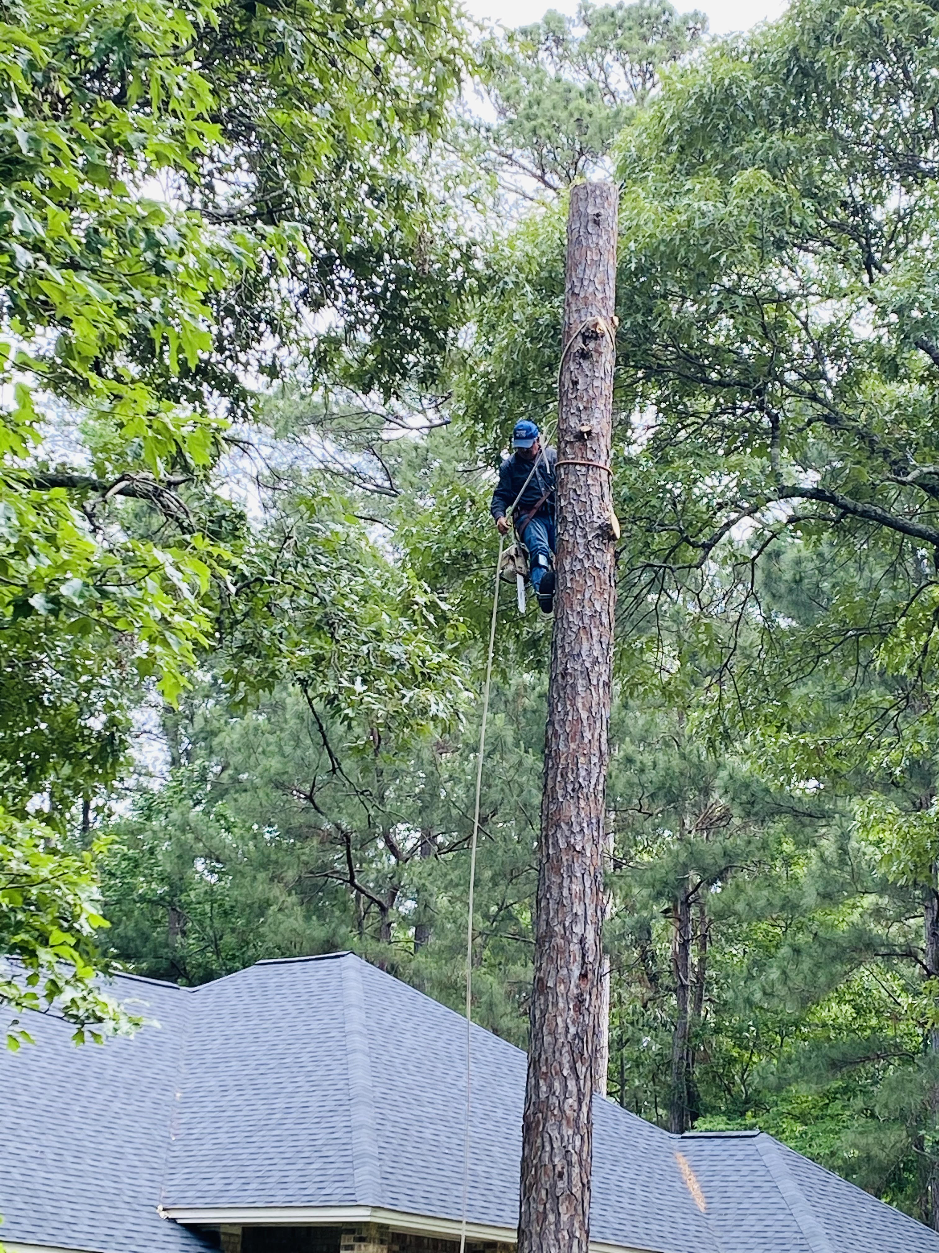 Tree care crew member pruning a tall pine tree near a home's roofline in Huntsville, TX