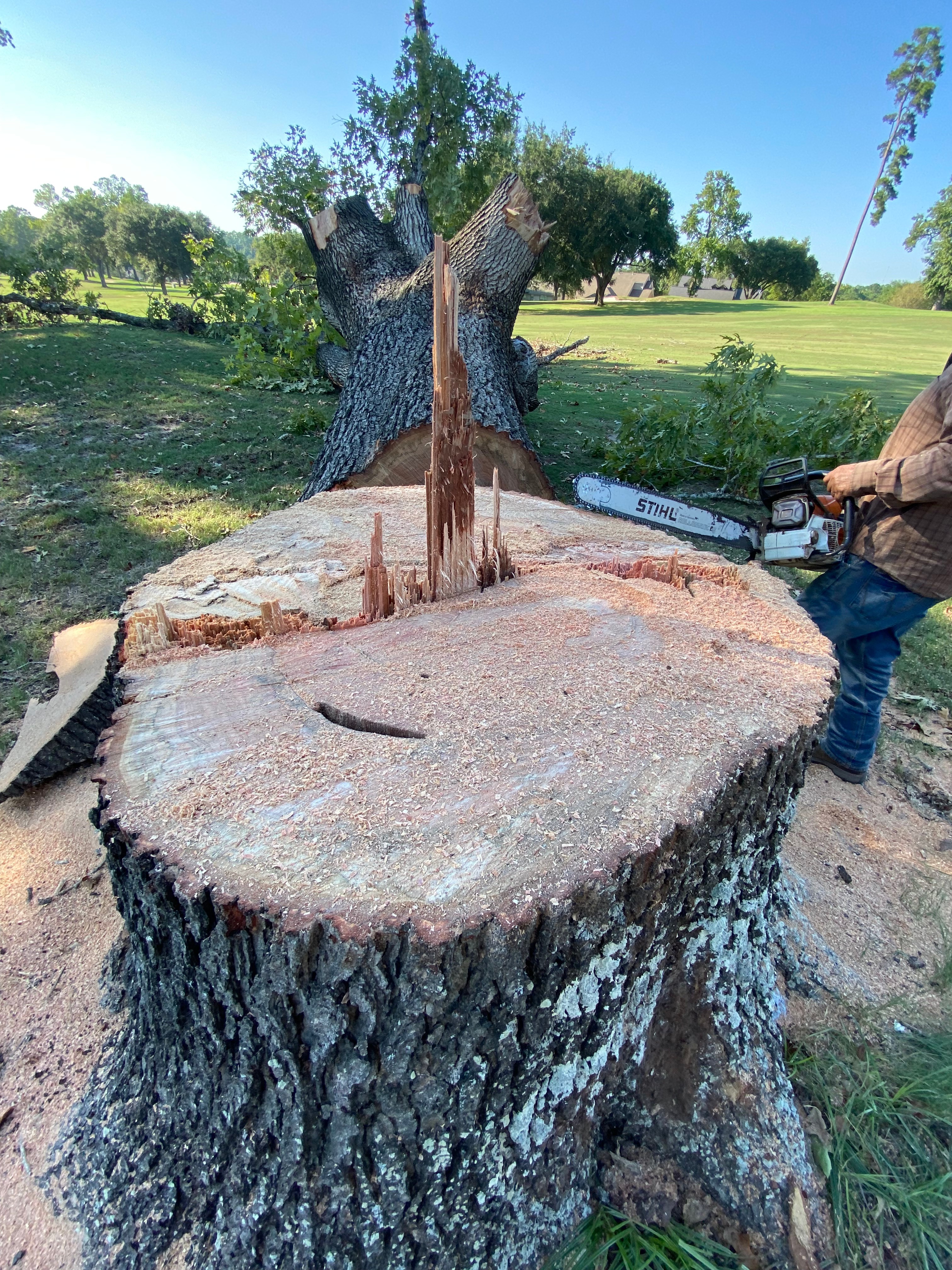 Crew member cutting down a large tree stump with a chainsaw during a tree removal job
