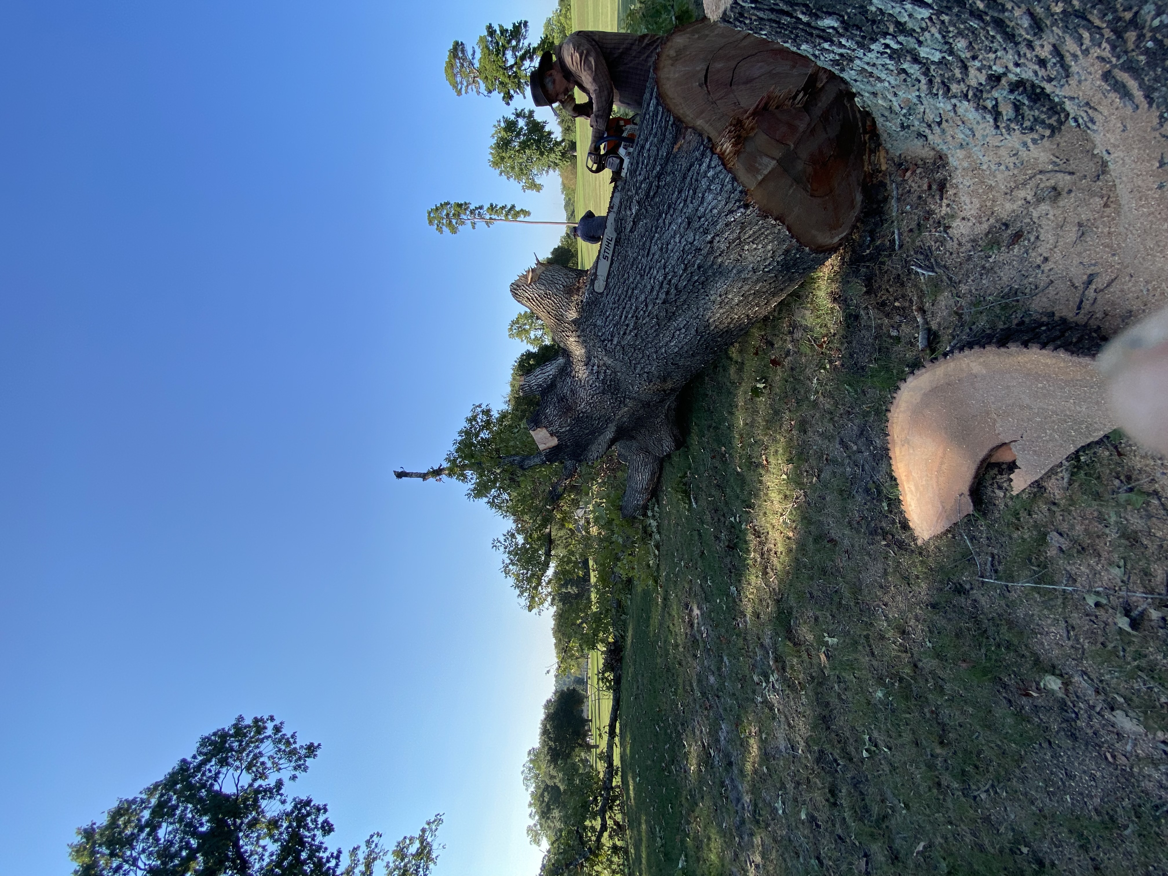 Large tree trunk removed and cut into sections on a Huntsville, TX property