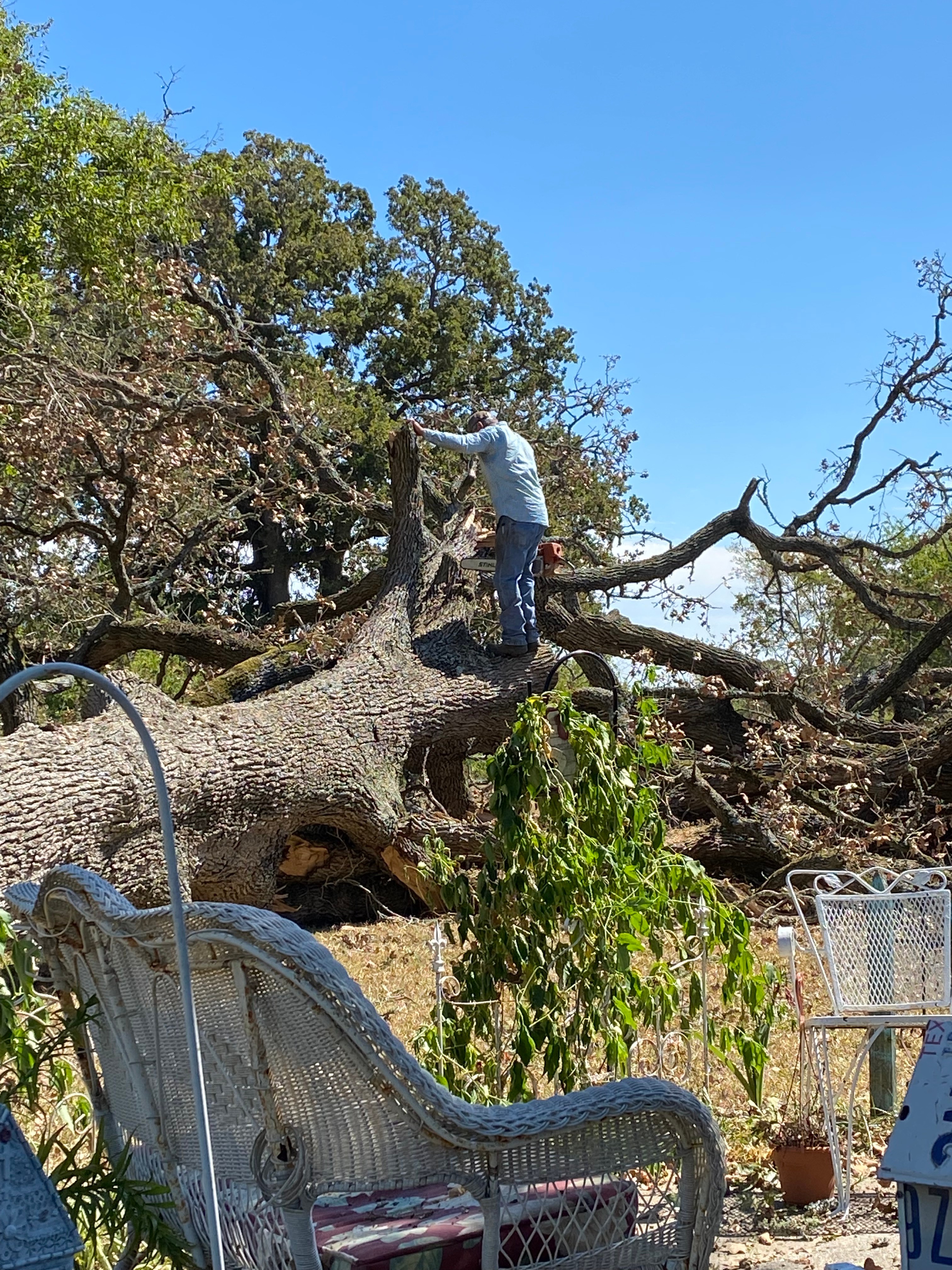 Emergency tree crew working on a large storm-damaged tree that fell in a Huntsville, TX yard